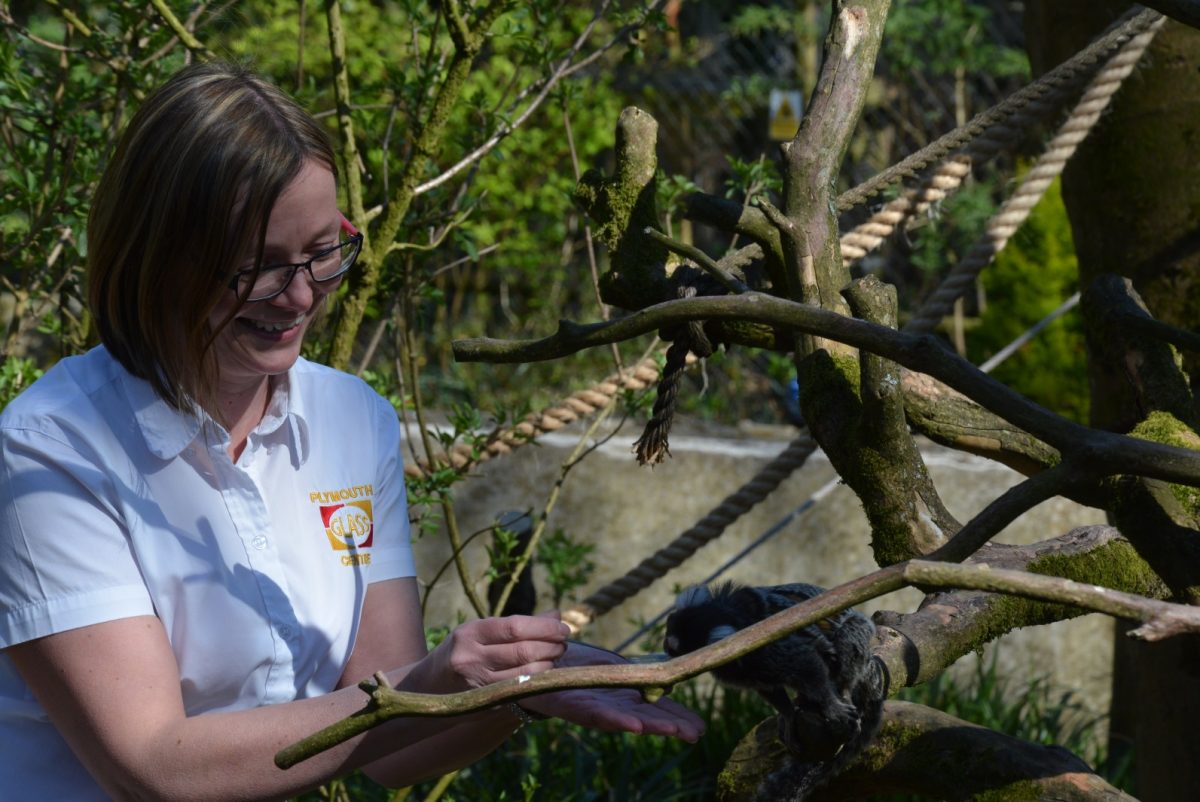 Monkey Business at Dartmoor Zoo Cornwall Glass