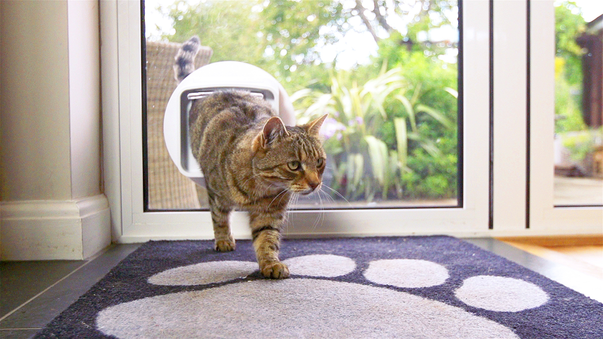 Cat flap in glass door